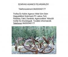 Szarvas agancs felvásárló!!